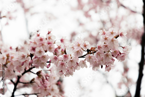 桜
