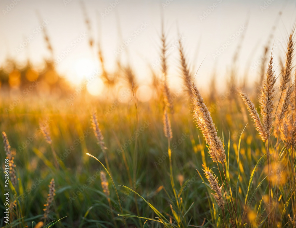 Sundown over Wheat Field in Nature's Embrace Sundown over Wheat Field in Nature's Embrace