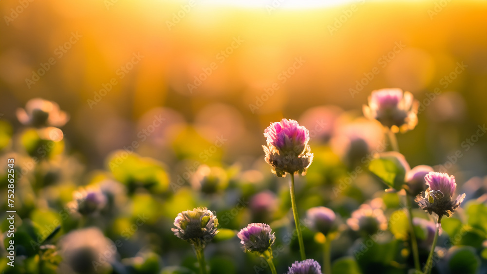 Fototapeta premium Close Up Field of Small Flowers at Sunset