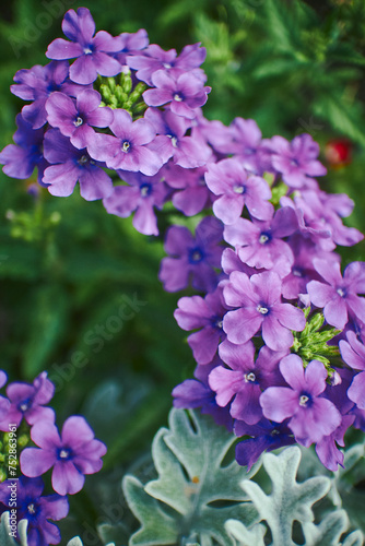 Verbena hybrid flowers blooming in park. Close up with selected focus.