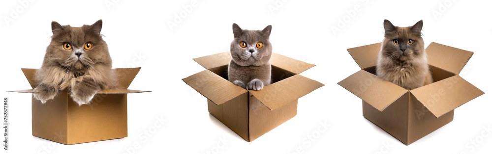 panorama cardboard boxes set with persian cats isolated on white background, cutout