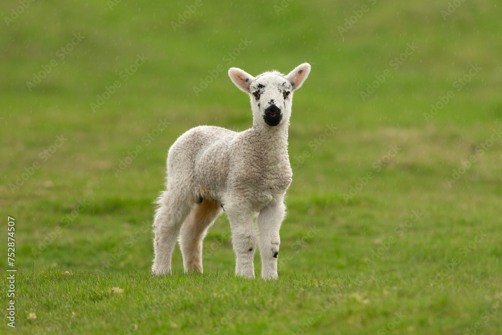 Young Lamb in rainy Spring weather. Stood in lush green field and facing camera. Yorkshire Dales, UK. Horizontal. Space for copy Young Lamb in rainy Spring weather. Stood in lush green field and facing camera. Yorkshire Dales, UK. Horizontal. Space for copy