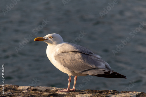 seagull on the rocks