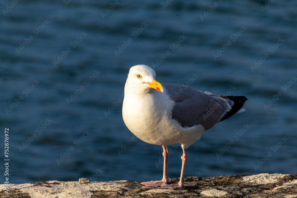 seagull on the rocks seagull on the rocks