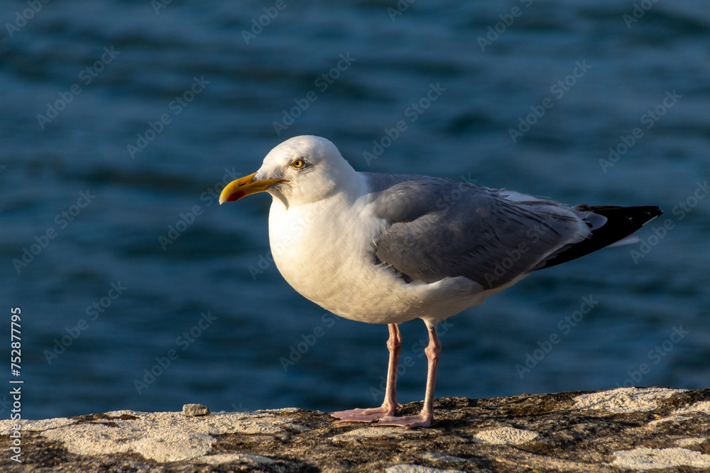 seagull on the rocks seagull on the rocks
