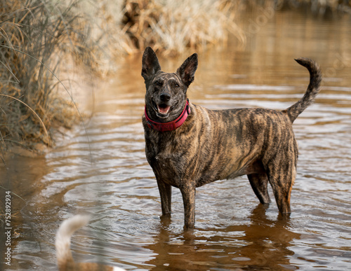 Foto Dutch Shepherd standing in the water next to a bushy shoreline