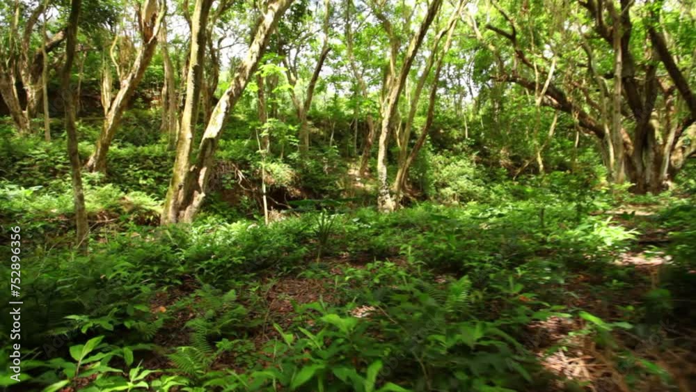 Beautiful Hawaiian jungle - steady cam movement Beautiful Hawaiian jungle - steady cam movement