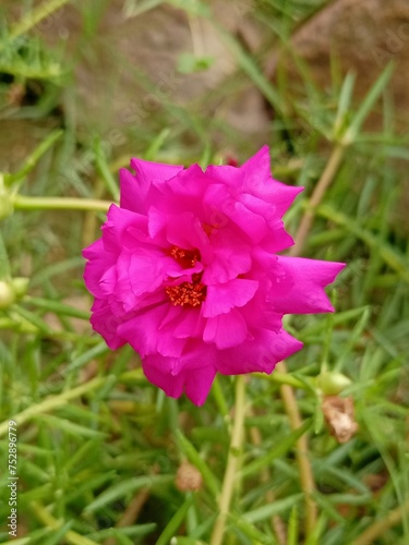 bee on a flower