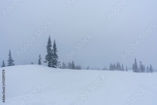 snow-covered Christmas trees among snowdrifts on the mountainside in Sheregesh during a blizzard in bad weather