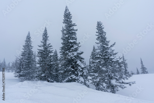 snow-covered Christmas trees among snowdrifts on the mountainside in Sheregesh during a blizzard in bad weather
