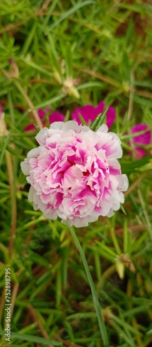pink rose flower