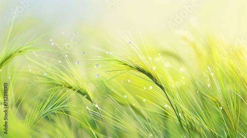 Close-up photo of a green ears of wheat with a drops of a morning dew on an agricultural field. Morning dew transforms wheat into a masterpiece.