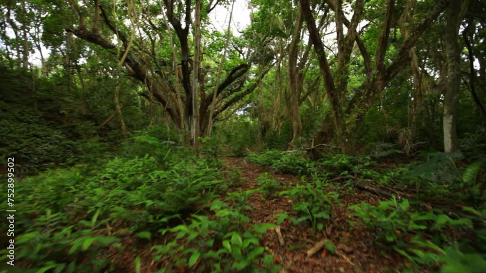 Lush, green Hawaiian forest - Steady cam forward Lush, green Hawaiian forest - Steady cam forward
