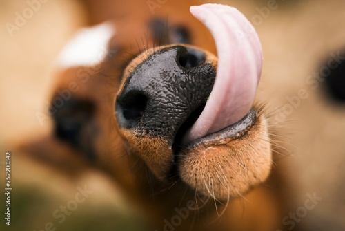 Close up of cow Calf showing tongue and cute nose