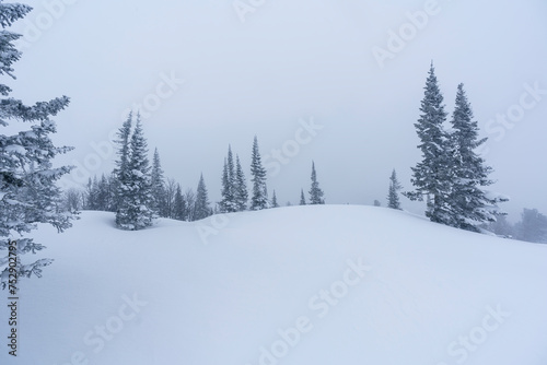 snow-covered Christmas trees among snowdrifts on the mountainside in Sheregesh during a blizzard in bad weather © Alex