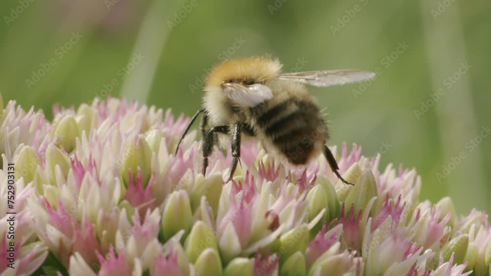 Bumblebee looking for nectar on stonecrop flower on sunny day in summer in park garden. Macro insect footage Bumblebee looking for nectar on stonecrop flower on sunny day in summer in park garden. Macro insect footage