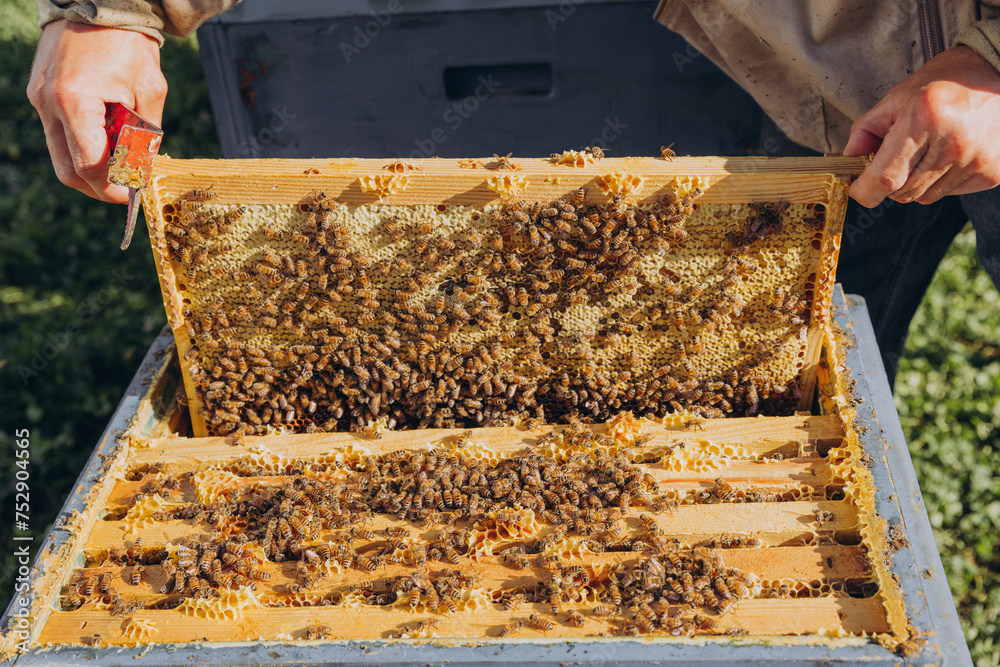 A beekeeper opens a hive, a hive with a queen bee and bees. The concept of beekeeping. A beekeeper opens a hive, a hive with a queen bee and bees. The concept of beekeeping.