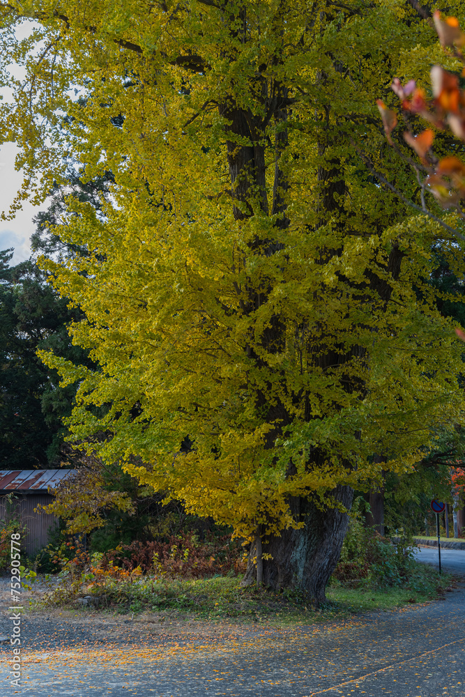 日本　青森県十和田市奥瀬十和田湖畔休屋にある銀杏の木