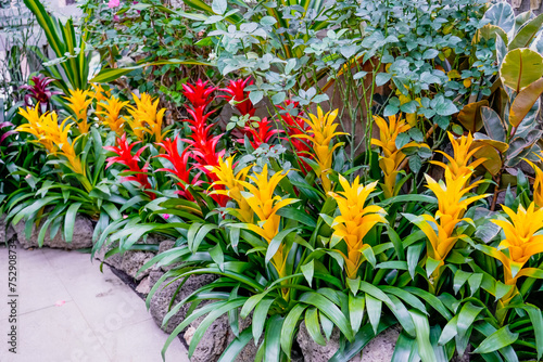 Bromelia green plant with yellow and red inflorescences with colorful leaves. Field of planted plants natural.