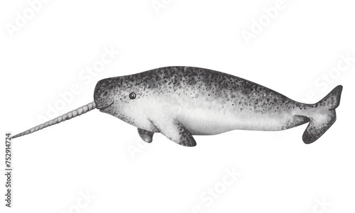 Watercolor illustration. Hand painted narwhal whale with long single tusk, mottled in black, white, grey. Marine mammal. North Arctic animal. Sea and ocean underwater life. Isolated cartoon clip art photo