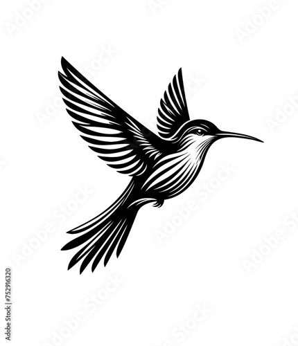 colibri or humming bird isolated vector illustration