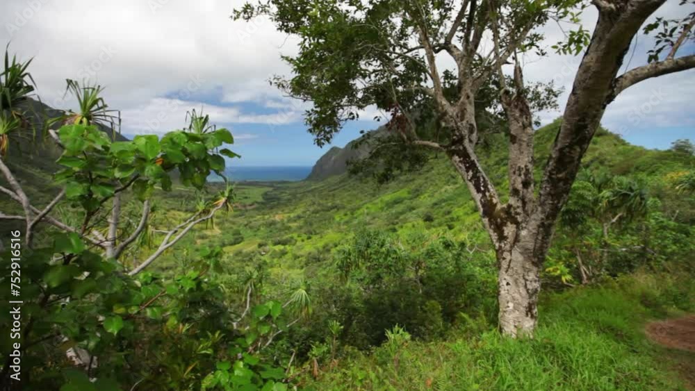Escaping foliage of Hawaiian mountain top and view of island Escaping foliage of Hawaiian mountain top and view of island