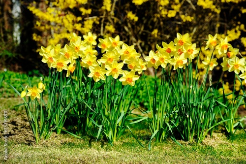 Groups of Spring Daffodils in the sunshine photo