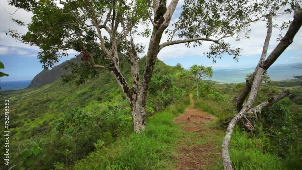 Moving out of foliage to view of Hawaiian valley - wide, steady cam shot Moving out of foliage to view of Hawaiian valley - wide, steady cam shot