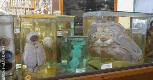 Animals internals in glass jars with formaldehyde for medical research, among which the sagittal section of calf head. Animals internal organs photo