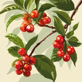 Barbados Cherry Vector Illustration