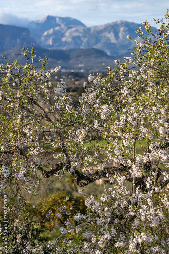 Blossoming almond tree in front of the Serra de Tramuntana mountain range with Puig Major peak, Majorca, Mallorca, Balearic Islands, Spain, Europe Blossoming almond tree in front of the Serra de Tramuntana mountain range with Puig Major peak, Majorca, Mallorca, Balearic Islands, Spain, Europe