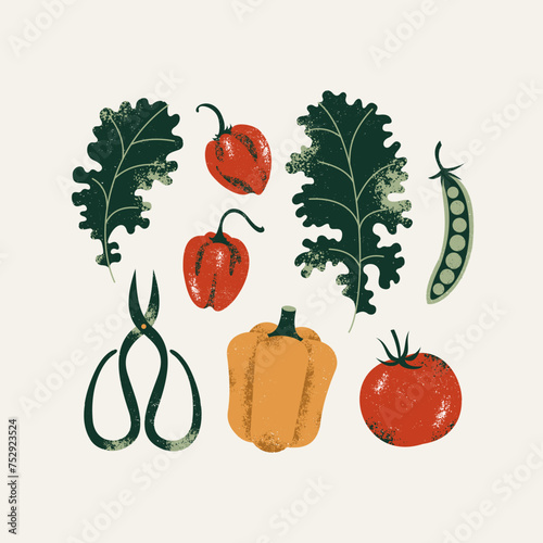 Fresh vegetables collection. Garden scissors and kitchen herbs. Vector illustration