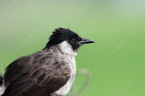 The kutilang bird or Pycnonotus aurigaster, can be said to be the most popular type of cucak bird in Indonesia. photo