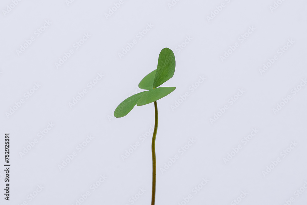 Obraz premium Clover leaves on white background