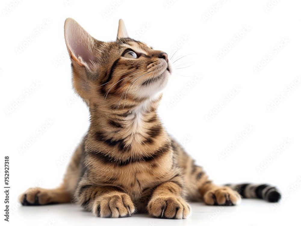 Fototapeta premium Bengal Cat Scratching with Curious Look on White Background