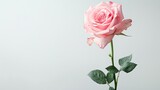 a pink rose flower against a white background, epitomizing the beauty of spring nature with ample empty space for text.