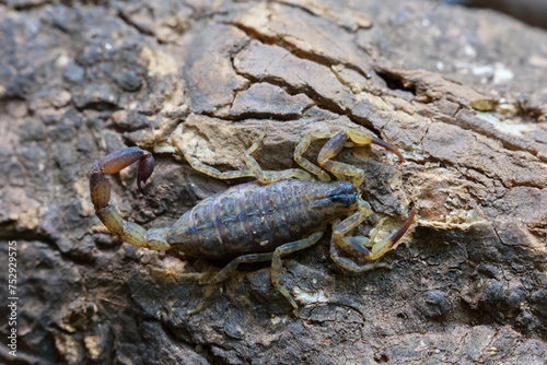 Close-up of Hottentotta tamulus, a small scorpion in Thailand. Small, fast But the venom is more powerful than a large scorpion. Likes to secretly hide in piles of clothes and under tree bark. photo
