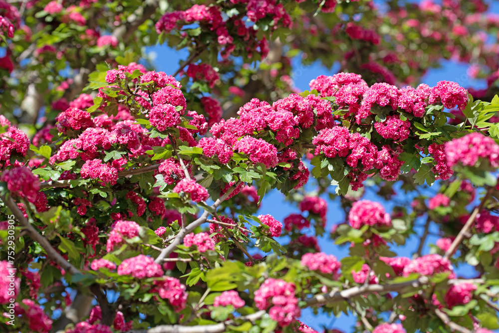 Blühender Rotdorn , Crataegus laevigata, im Frühling