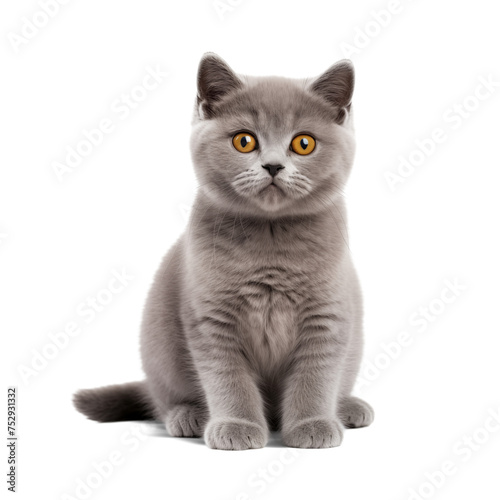 british cat isolated on white