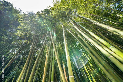 The Bamboo Cevennes, Occitanie, France photo