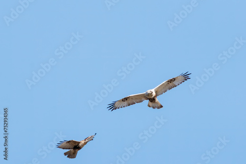                                                                                                                                     2024   3   2              A beautiful Rough-legged Buzzard  Buteo lagopus  family comprising  family comprising hawks  and Eastern Buzzard in flight for fighting.  At