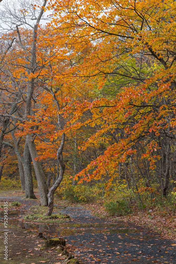 Fototapeta premium 日本 青森県十和田市奥瀬十和田湖畔休屋の十和田湖の御前ヶ浜沿いの紅葉