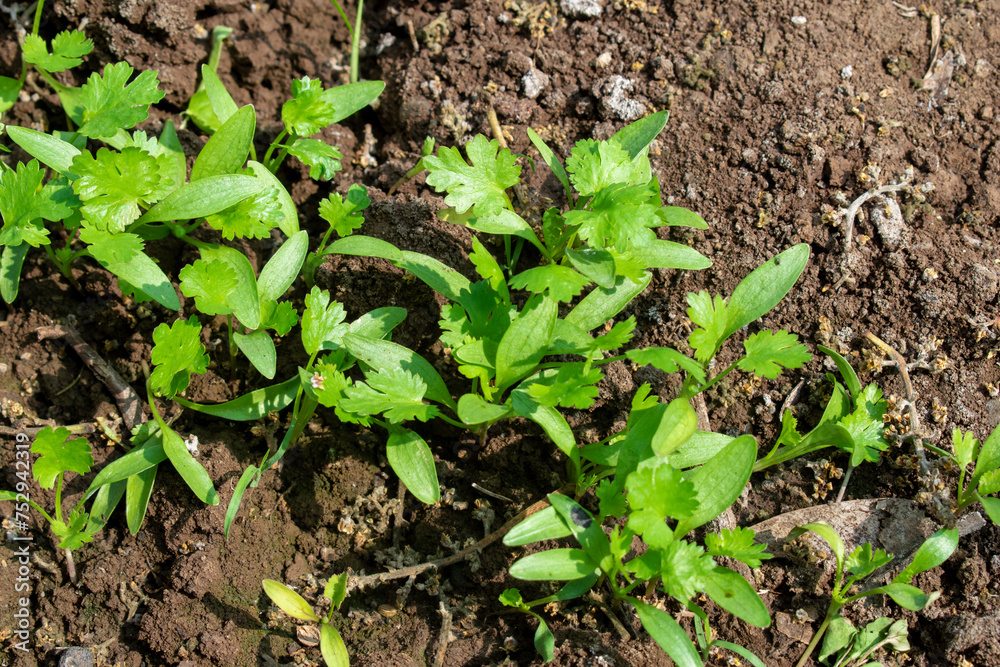 Coriander leaves in vegetables garden for health, food and agriculture concept. Organic coriander leaves background. Coriander leaves in vegetables garden for health, food and agriculture concept. Organic coriander leaves background.