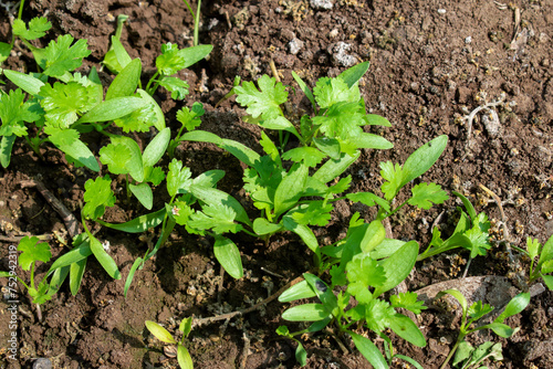 Coriander leaves in vegetables garden for health, food and agriculture concept. Organic coriander leaves background.
