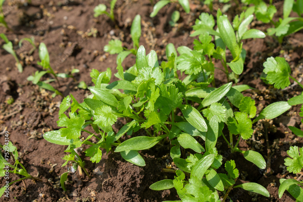 Coriander leaves in vegetables garden for health, food and agriculture concept. Organic coriander leaves background. Coriander leaves in vegetables garden for health, food and agriculture concept. Organic coriander leaves background.