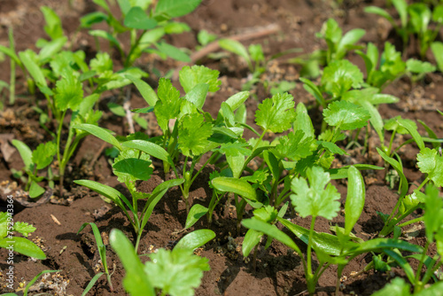 Coriander leaves in vegetables garden for health, food and agriculture concept. Organic coriander leaves background.