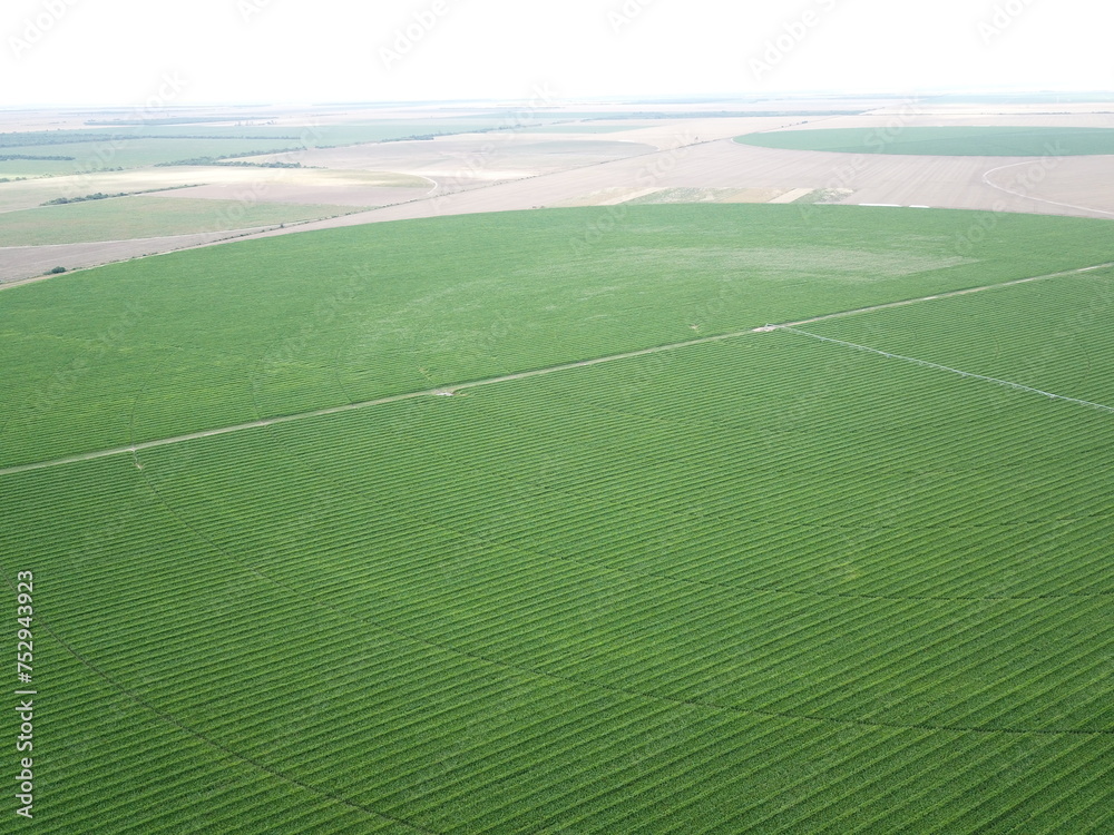 Obraz premium Corn cultivation in northwestern Argentina