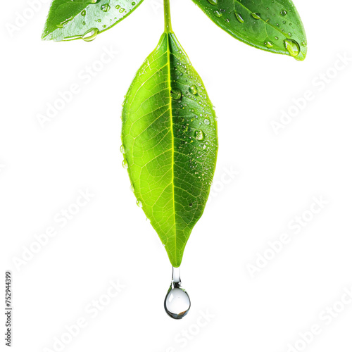 A drop of water falling from a leaf on an isolated background
