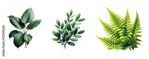 set of plant  isolate on transparent background