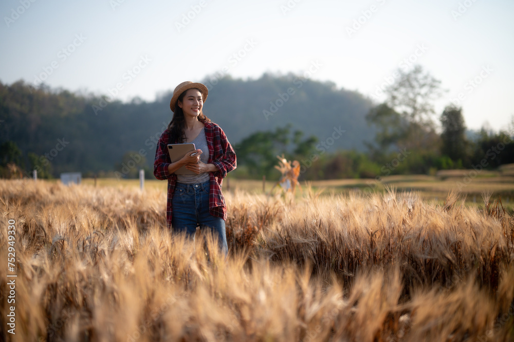 A young woman closely examines a wheat crop while holding a digital tablet in a sunny field. Record and track growth A young woman closely examines a wheat crop while holding a digital tablet in a sunny field. Record and track growth